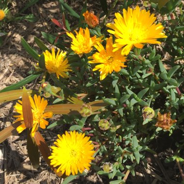 Mesembryanthemum spectabile syn. Lampranthus spectabilis 'Yellow'