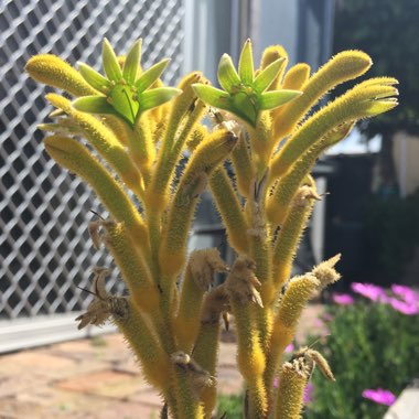 Anigozanthos 'Bush Bonanza'