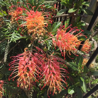 Grevillea