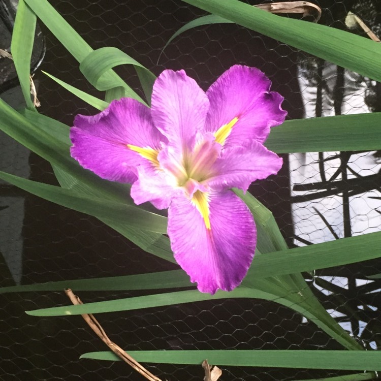 Plant image Iris ensata 'Barr Purple East'