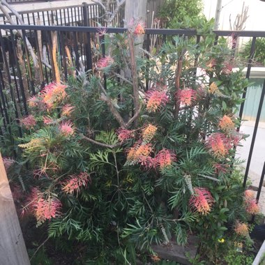 Grevillea