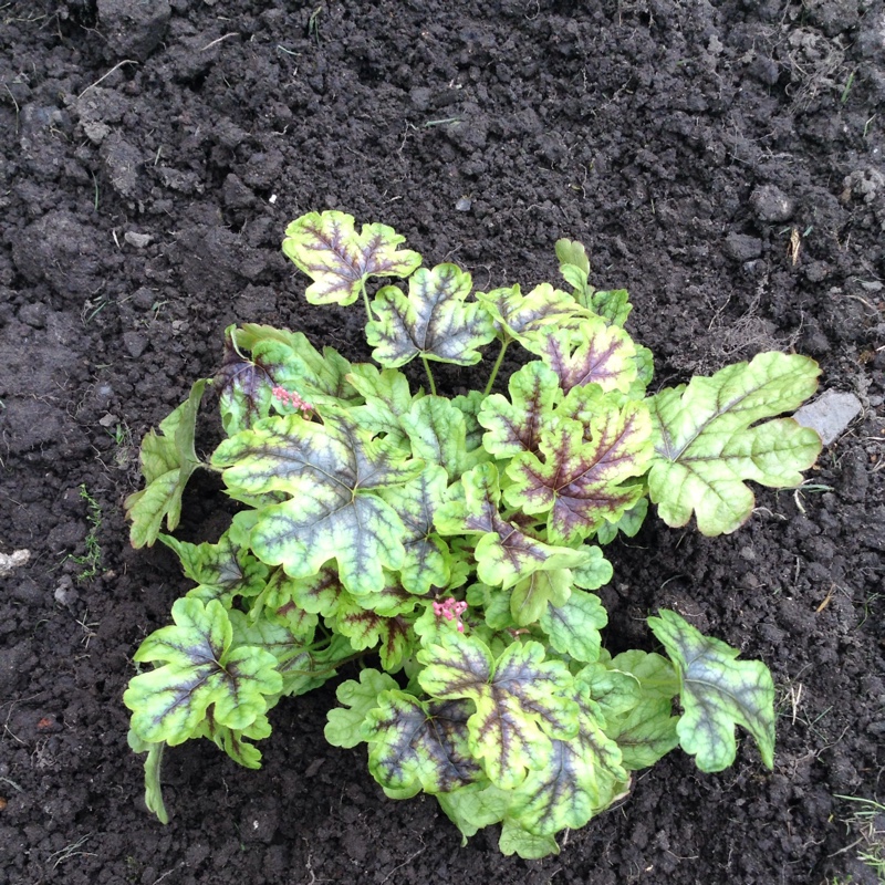 Plant image x Heucherella 'Tapestry'