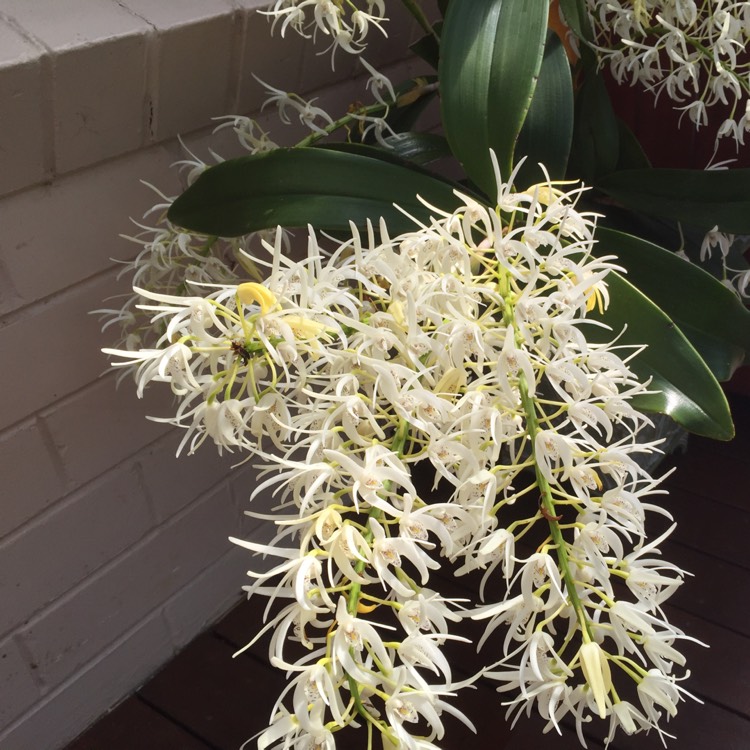 Plant image Dendrobium speciosum