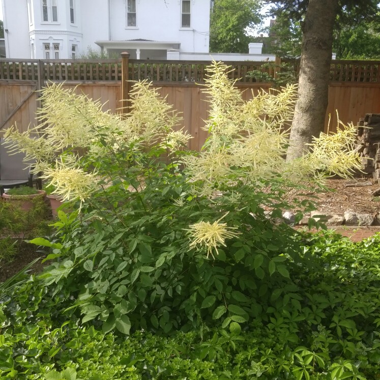 Plant image Aruncus dioicus