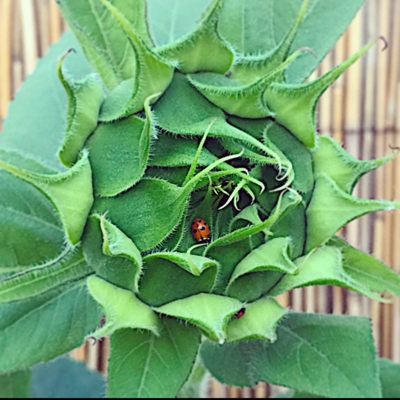 Helianthus annuus