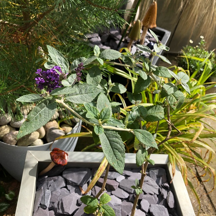 Plant image Buddleja 'Podaras 8' (Flutterby Petite Series) syn. Buddleja 'Flutterby Petite Blue Heaven'