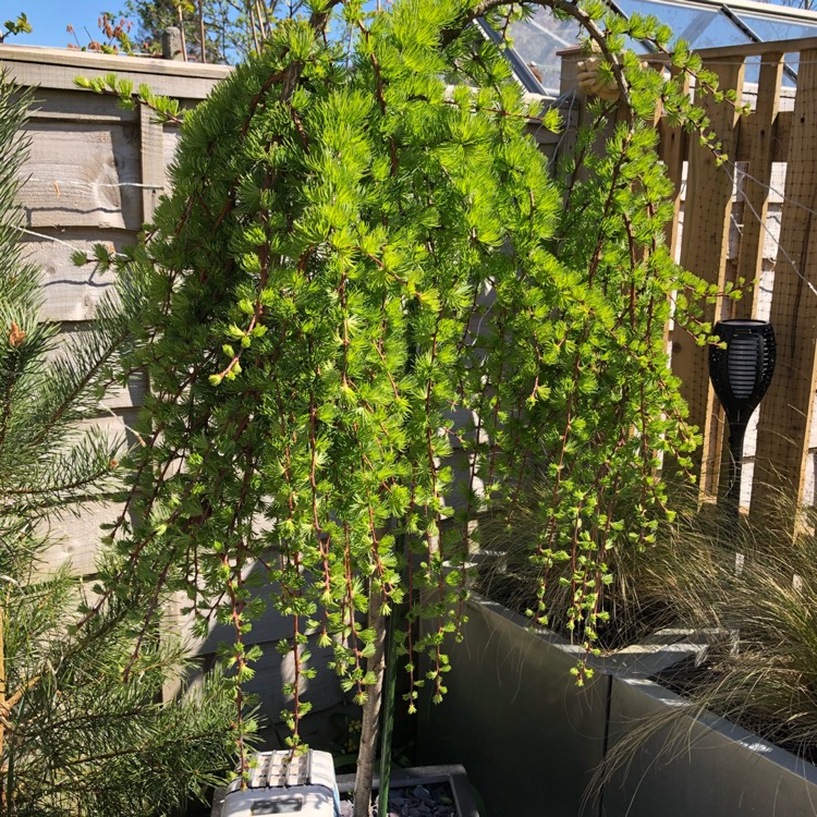 Plant image Larix kaempferi 'Stiff Weeping'