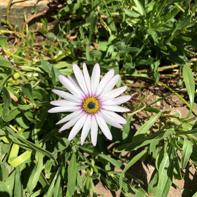 Plant image Osteospermum ecklonis 'Osticade™ White Blush'