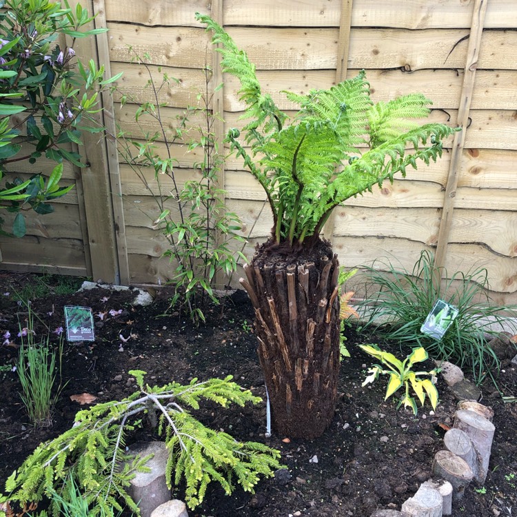 Plant image Cyathea cooperi syn. Alsophila cooperi