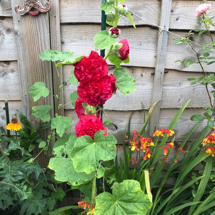 Plant image Alcea rosea 'Chater's Double Group Red'