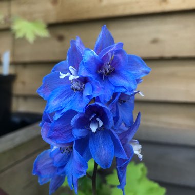 Delphinium Sky Blue