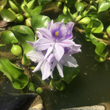 Eichhornia crassipes