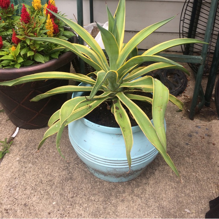 Plant image Agave guiengola 'Creme Brule'