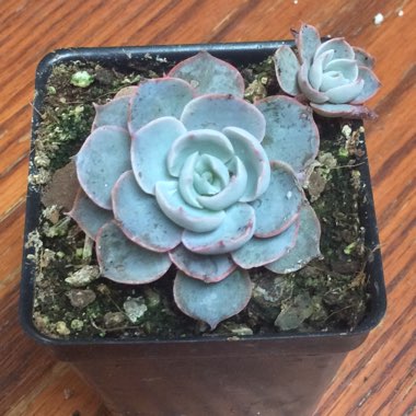 Echeveria Desmetiana v. Peacocki