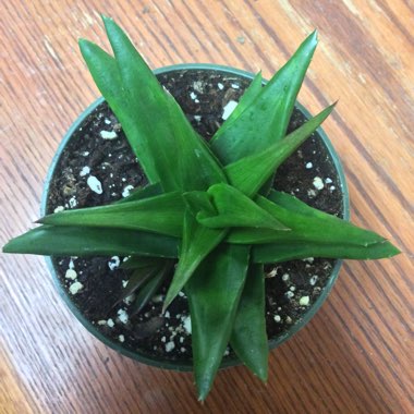 Haworthia pentagona