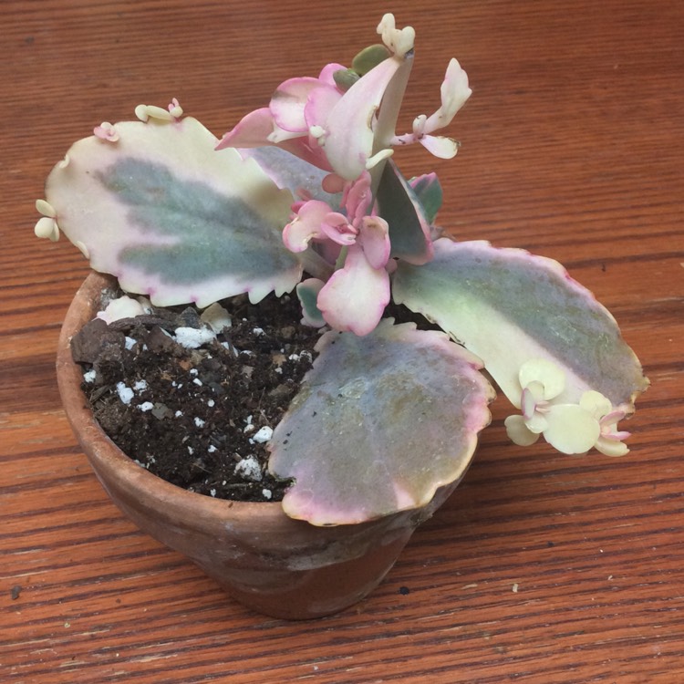 Plant image Kalanchoe Fentschenkoi Variegata  'Aurora Borealis'