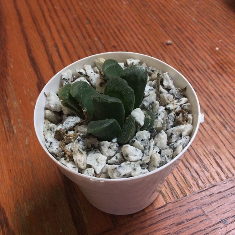 Plant image Haworthia truncata