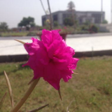 Mushtaq's garden