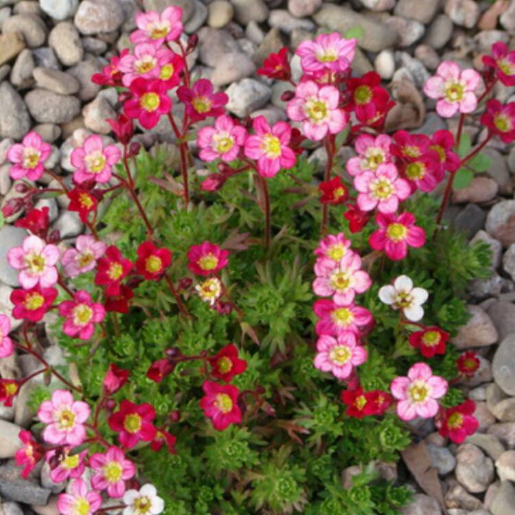 Plant image Saxifraga x arendsii 'Pixie Rose'