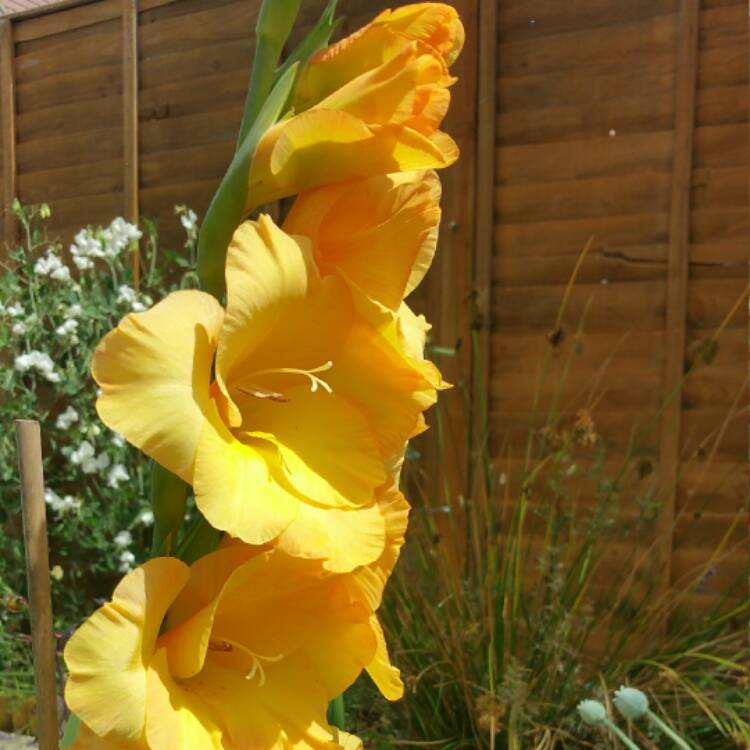 Plant image Gladiolus 'Jester'