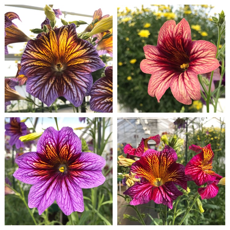 Plant image Salpiglossis sinuata 'Royale Mixed' (Mix)