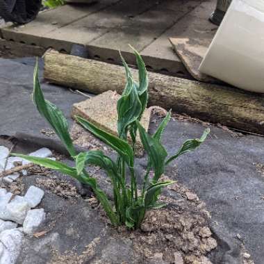 Hosta 'Praying Hands'