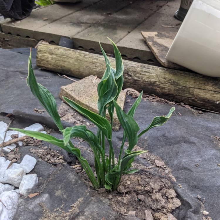 Plant image Hosta 'Praying Hands'