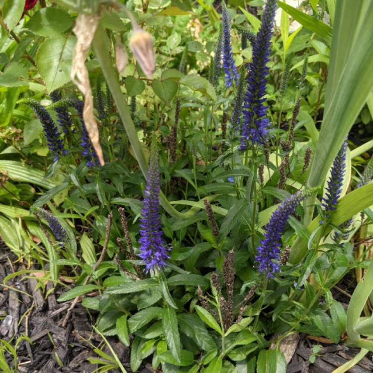 Plant image Salvia 'Indigo Spires'