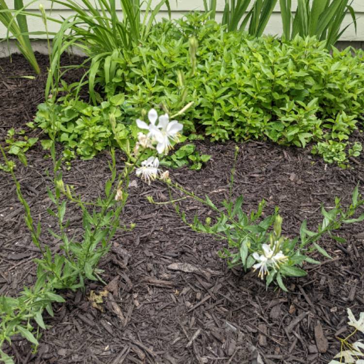 Plant image Oenothera lindheimeri 'Gaudwwhi' (Geyser Series) syn. Oenothera lindheimeri 'Geyser White', Gaura lindheimeri 'Geyser White'