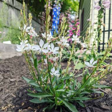 Lindheimer's Beeblossom 'Geyser White'