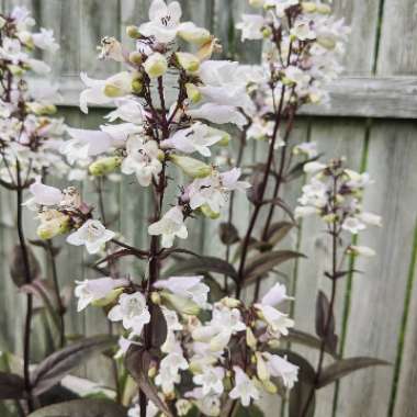 Beardtongue 'Husker Red'