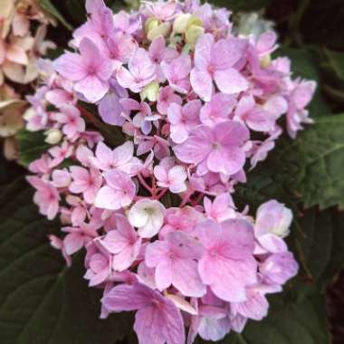 Hydrangea 'Endless Summer'