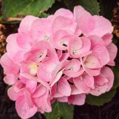 Hydrangea 'Endless Summer'