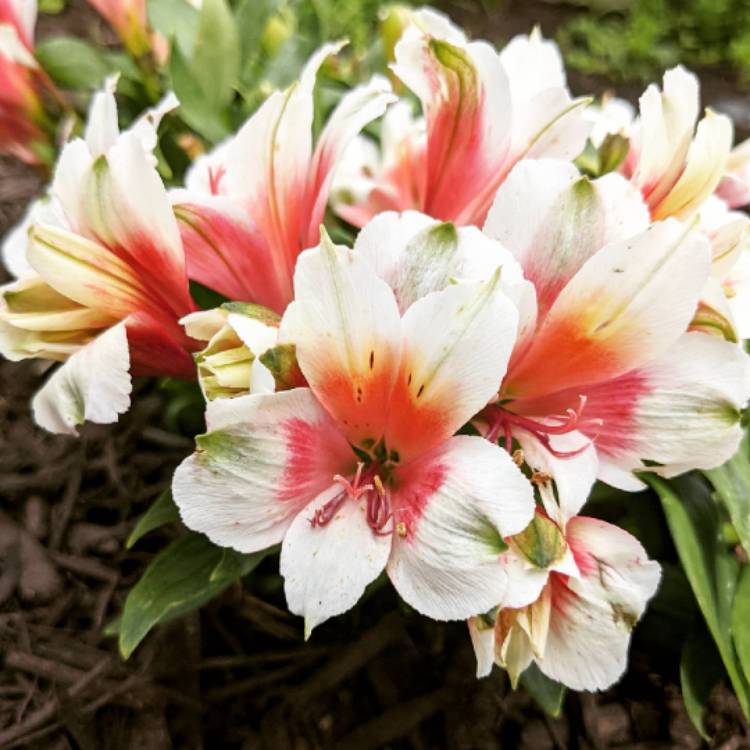 Plant image Alstroemeria 'Koncasweet' (Inca Series) syn. Alstroemeria 'Inca Sweety'