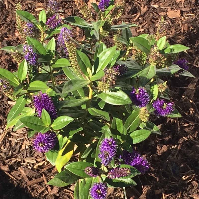 Shrubby Veronica  'Marjorie'