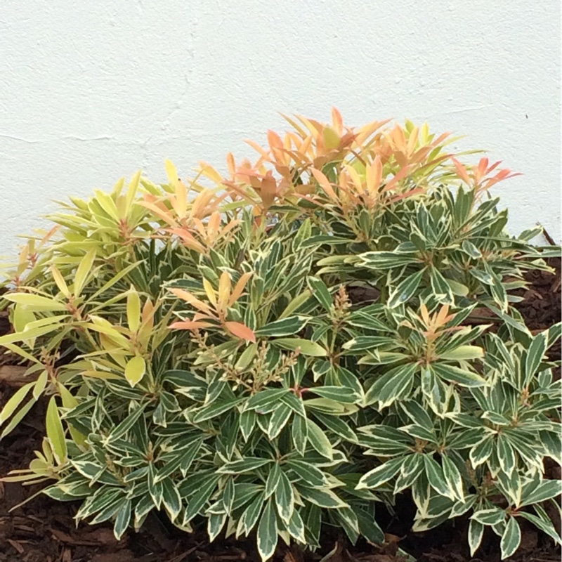 Pieris 'Forest Flame'