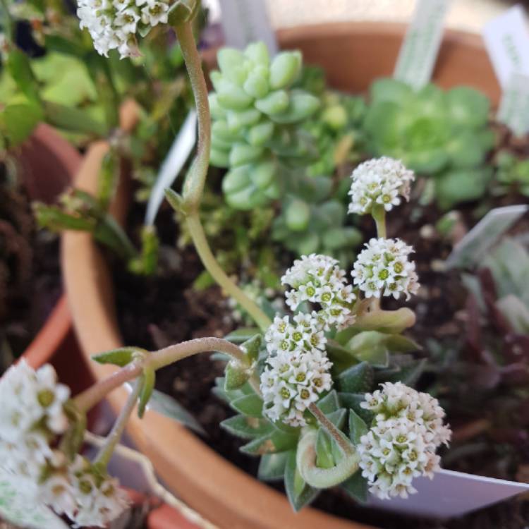 Plant image Crassula 'Frosty'