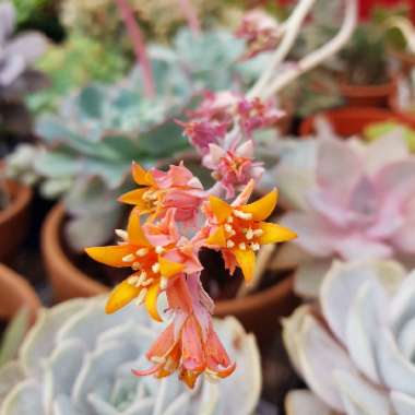 Echeveria Runyonii var. Topsy Turvy