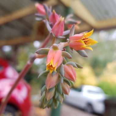 Echeveria Aquarius