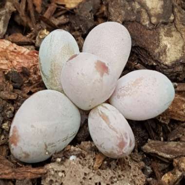 Sedum Craigii