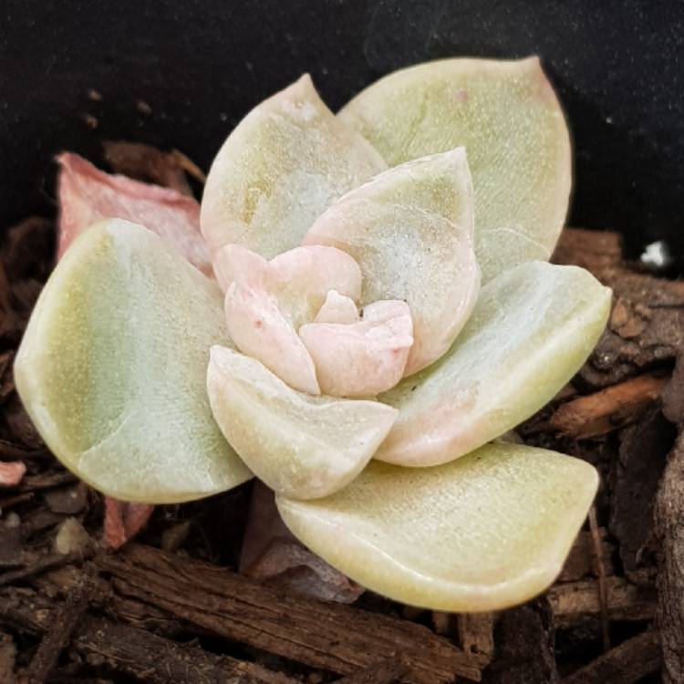 Plant image Echeveria Minima x Graptopetalum Paraguayense