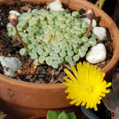 Fenestraria aurantiaca