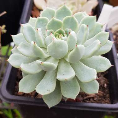 Echeveria Nobaranosei