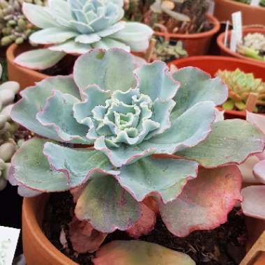 Echeveria Aquarius