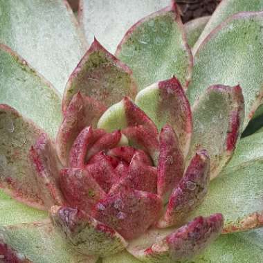 Echeveria Agavoides Blood Maria