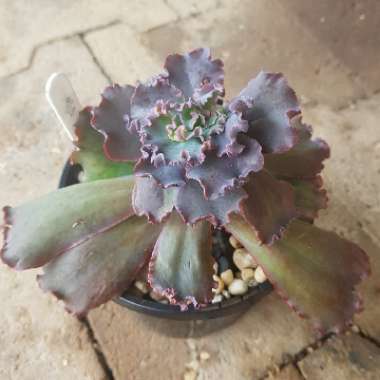 Echeveria Dragon Queen