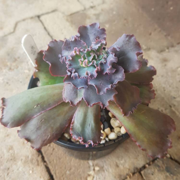 Plant image Echeveria Dragon Queen