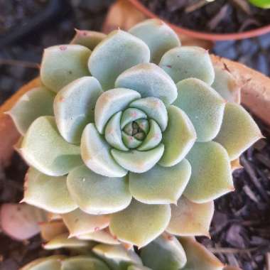 xGraptoveria Margarete Reppin