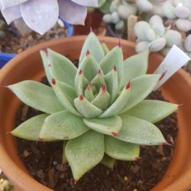 Echeveria Agavoides Ebony