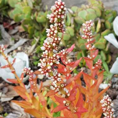 Crassula capitella 'Campfire'